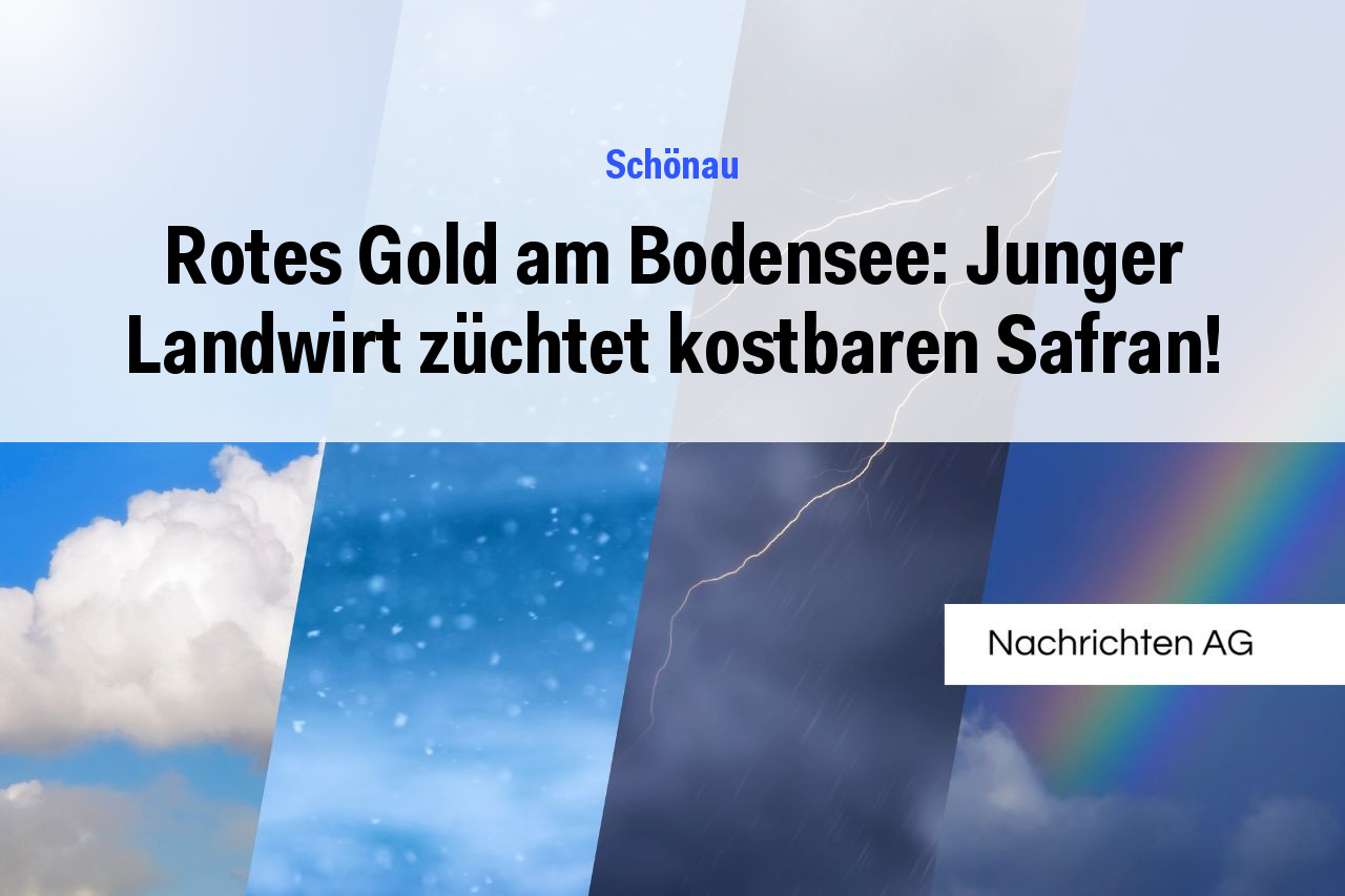 Rotes Gold am Bodensee: Junger Landwirt züchtet kostbaren Safran!